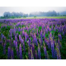 Lupine Meadow Wall Mural