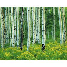 Aspen And Goldenrod Wall Mural