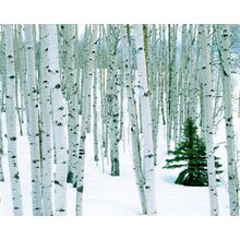 Fir in Aspen Grove Wall Mural