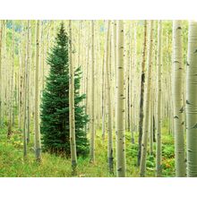 Silver Fir In Aspen Grove Wall Mural