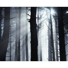 Coastal Forest In Fog Wall Mural