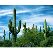 Saguaro Cacti Wall Mural