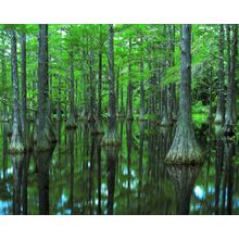 Apalachicola River Basin Cypress Wall Mural