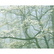 Flowering Dogwood In Foggy Forest Wall Mural
