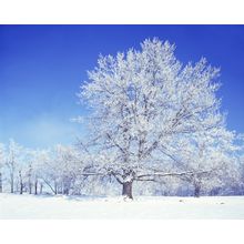 Winter Oak Wall Mural