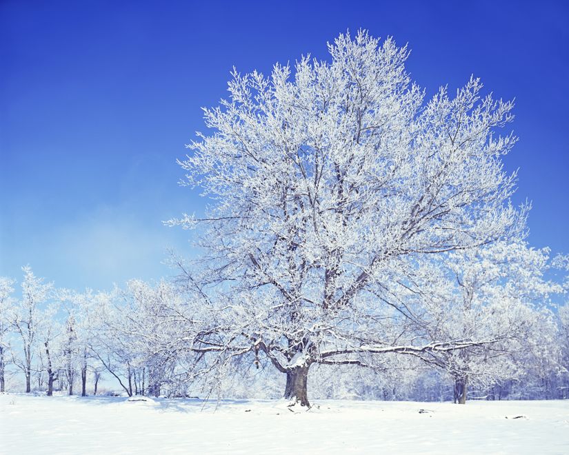 Winter-Oak-Mural