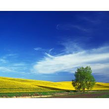 Cottonwood And Canola Field, Washington Wall Mural
