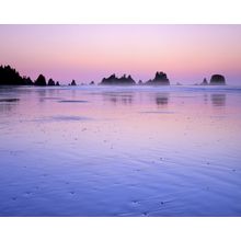 Olympic Coast at Dawn, Washington Wall Mural