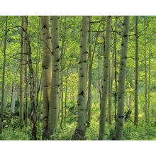 Aspen Forest, Colorado Wall Mural