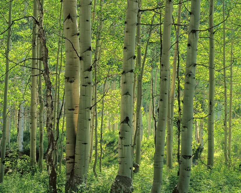 Aspen-forest-wallpaper-of-trees-and-forest-colorado