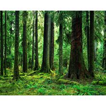 Sitka Spruce, Hoh Rain Forest Wall Mural