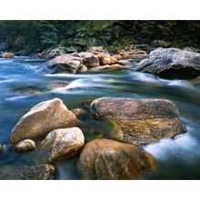 Kelly Creek, Clearwater National Forest Wall Mural