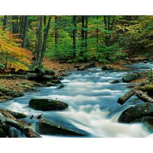 Kitchen Creek Wall Mural