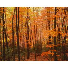 Autumn Forest, Blue Ridge Parkway Wall Mural