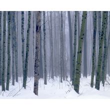 Winter Forest Wall Mural