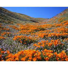 California Poppies Wall Mural