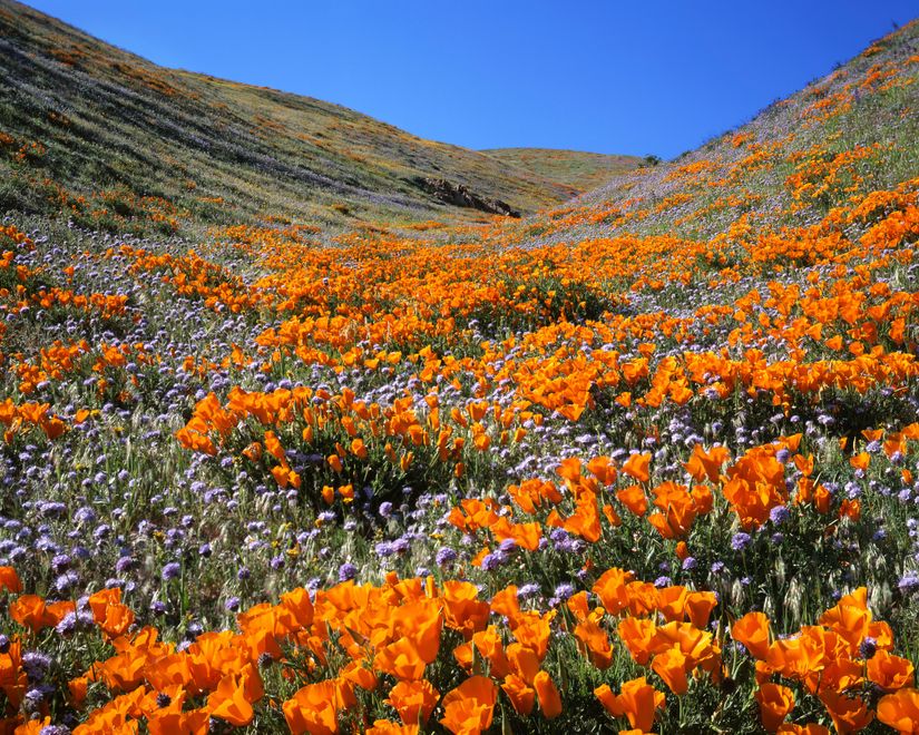 California Poppies Mural - Murals Your Way