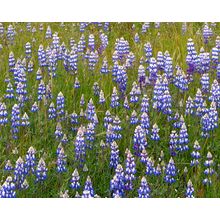 Lupines In Los Padres National Forest Wall Mural