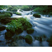 Greer Spring In Ozark National Scenic Riverways Wall Mural