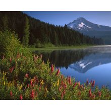 Wildflowers and Reflections Wall Mural