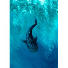 Whale Shark Dive Wall Mural