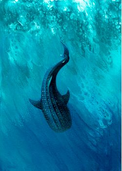 Whale-Shark-Dive-Mural-Wallpaper