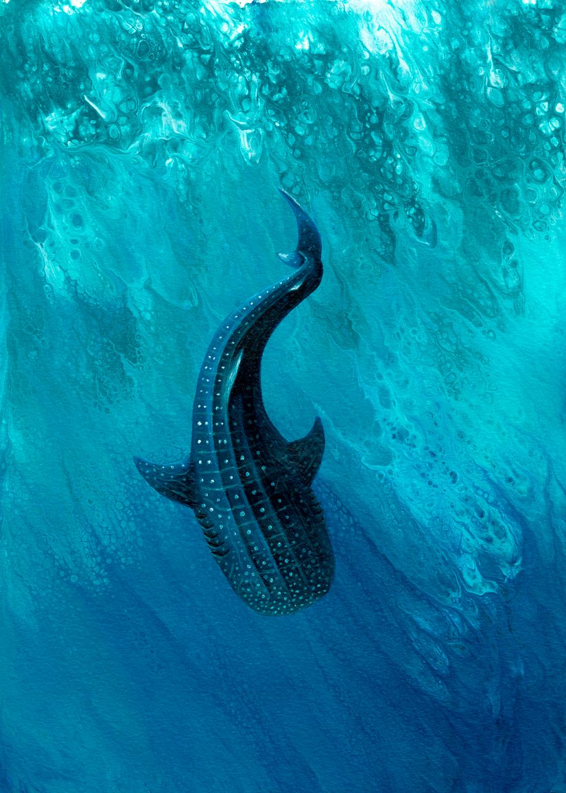 whale shark wallpaper