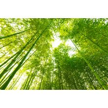 Bamboo Forest Wall Mural