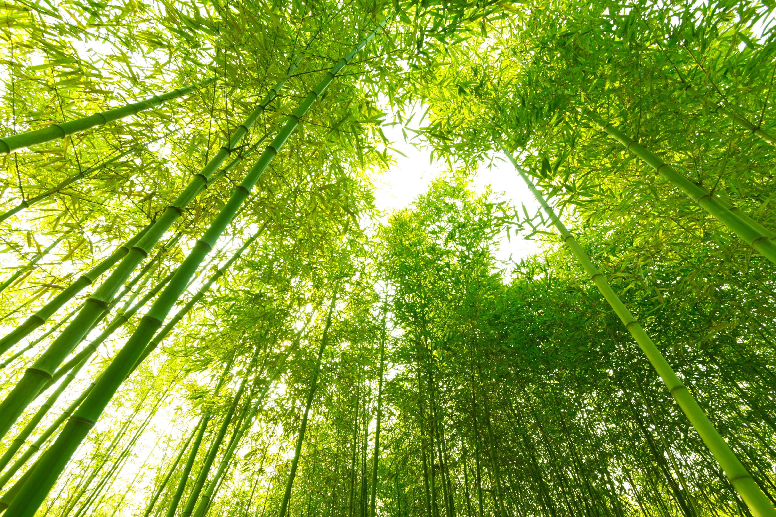 Bamboo Forest Antiqued by Paul Montgomery