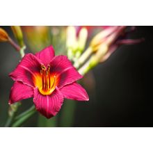 Pink Lily Wall Mural