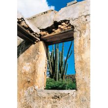 Cactus View Wall Mural