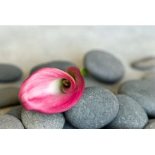 Calla Lily Rocks Wall Mural