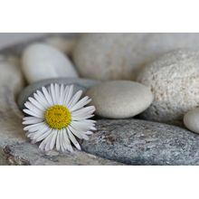 Daisy Pebble Wall Mural