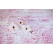 Romantic Cherry Blossoms Wall Mural