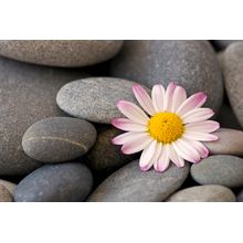 Daisy Pebble - Pink Wall Mural