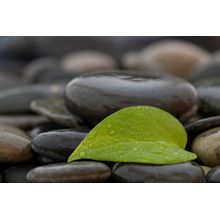 Dewy Leaf Wall Mural