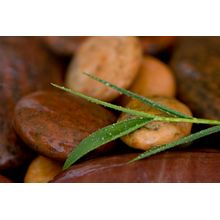 Dewy Leaf 2 Wall Mural