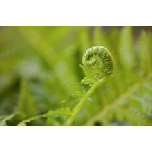 Fiddlehead Fern Wall Mural