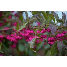 Autumn Berries - Fuscia Wall Mural