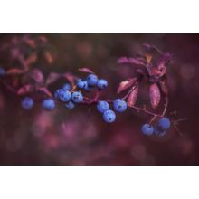 Autumn Berries - Rich Wall Mural