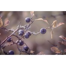 Autumn Berries - Sepia Wall Mural