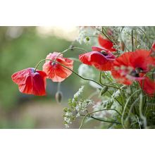 Bright Poppy Wall Mural