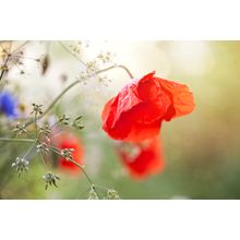 Poppy Bouquet Wall Mural