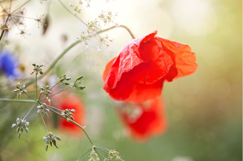 Poppy Wall Mural Bouquet of Poppies Wallpaper Mural, Andrea Haase