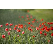 Poppy Field Wall Mural