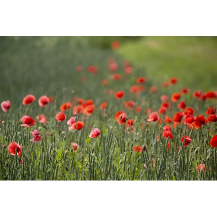 Poppy Field Wallpaper Mural - Murals Your Way