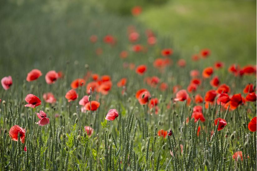 Field of Poppies Wallpaper Mural Poppy Murals, Andrea Haase Murals
