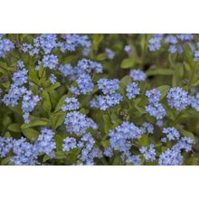 Purple Petals - Forget Me Nots Wall Mural