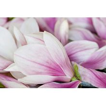 Macro Magnolia Wall Mural