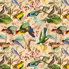 Colorful Birds Wallpaper